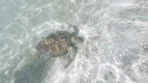 宮古島・アラグスク浜の浅瀬で砂底に佇むウミガメ。透き通った水越しに全身が見える