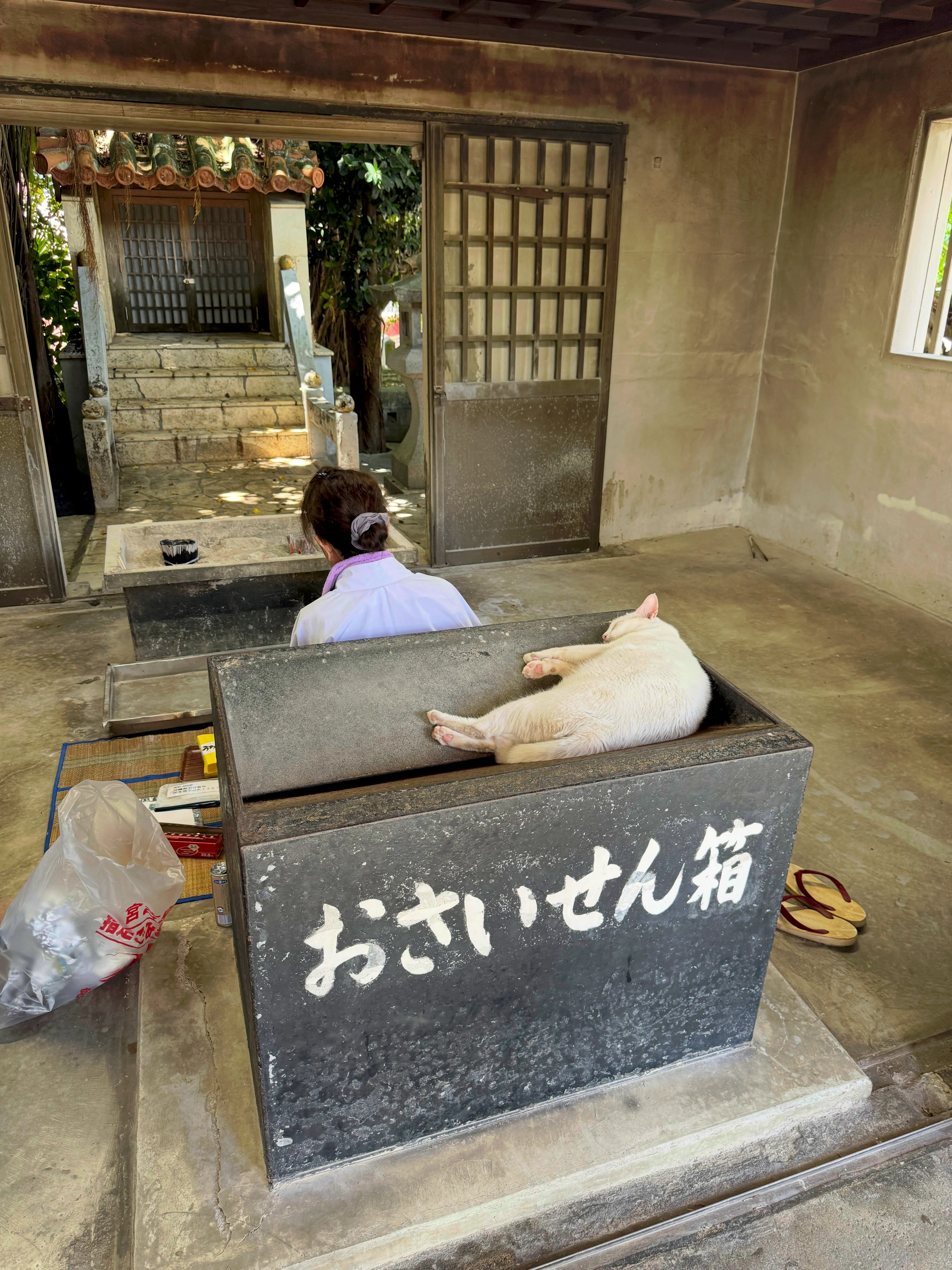 さいせん箱の上でうたた寝する御猫様