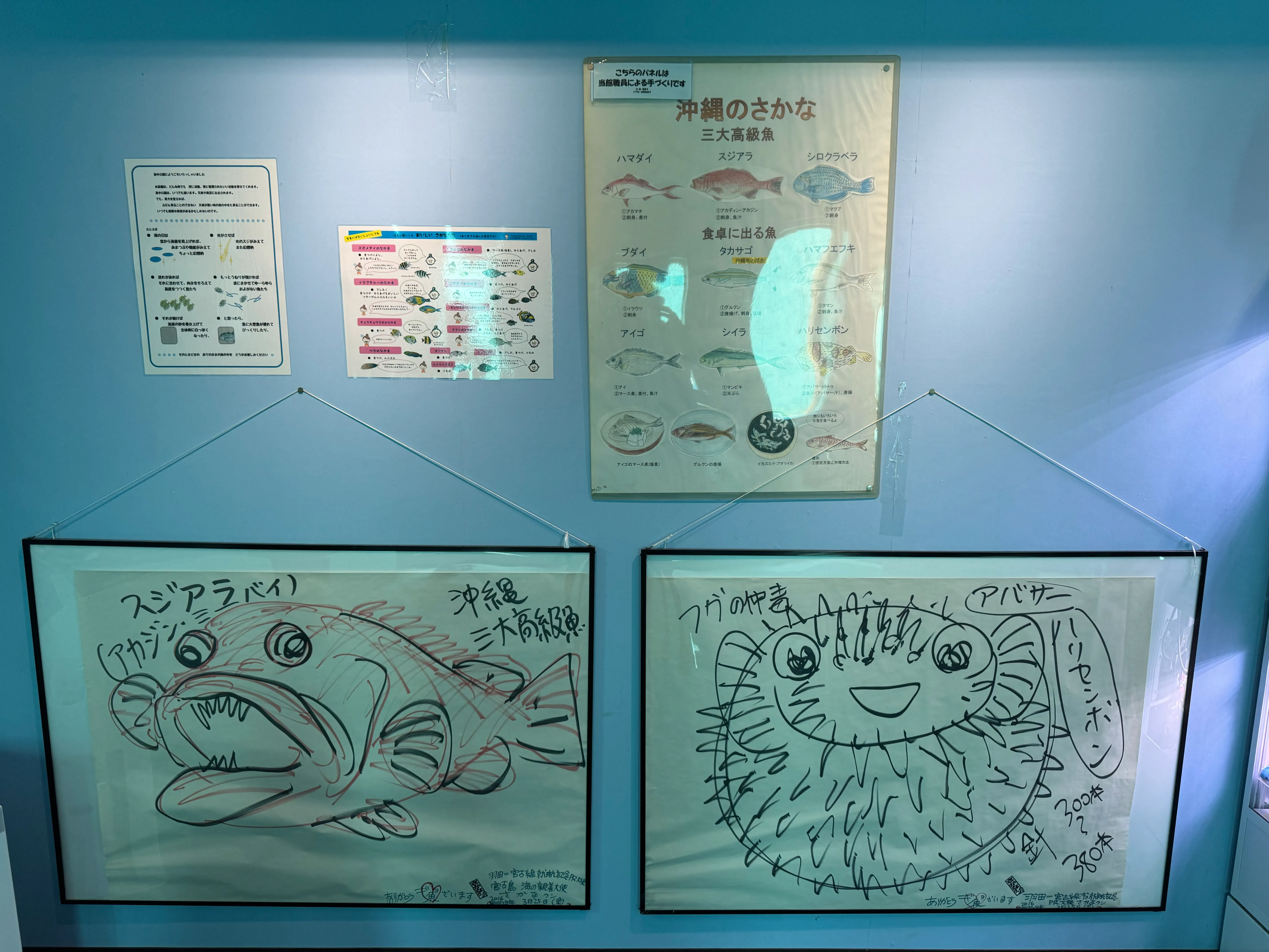 館内に展示されたさかなくんのイラスト。スジアラバイやフグなど沖縄の魚が生き生きと描かれている