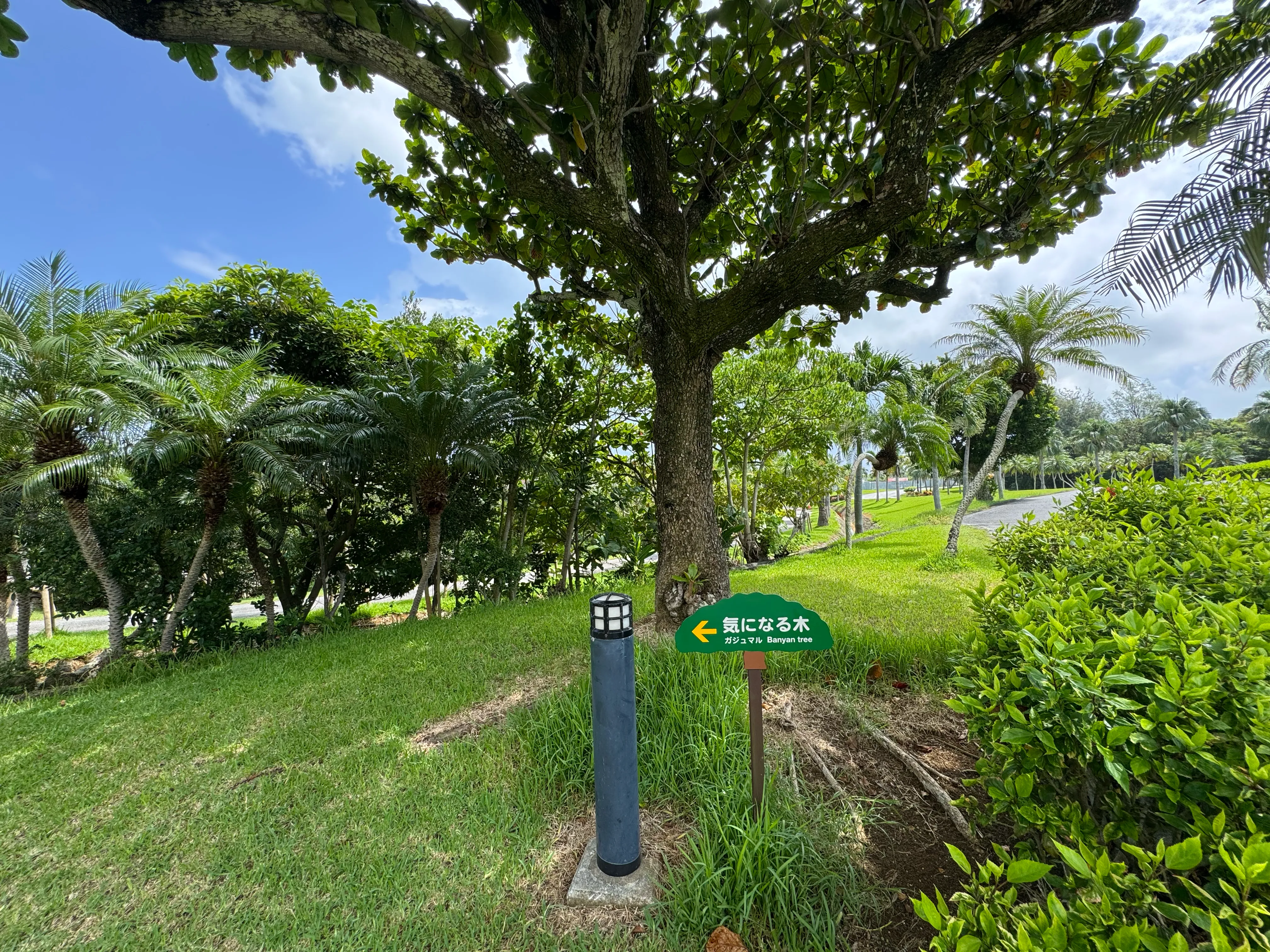 ポールに掲げられた「←気になる木 Banyan Tree」の案内標識