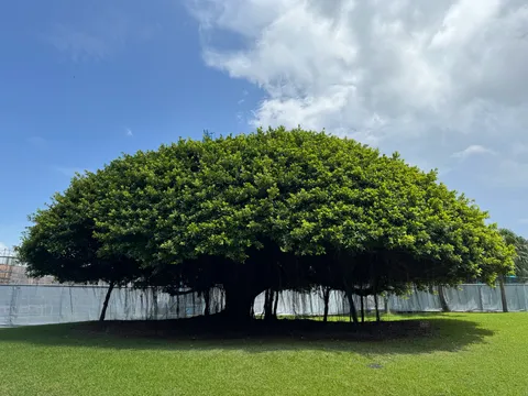 青空を背景に広がる、ドーム状の巨大なモンキーポッドの樹冠