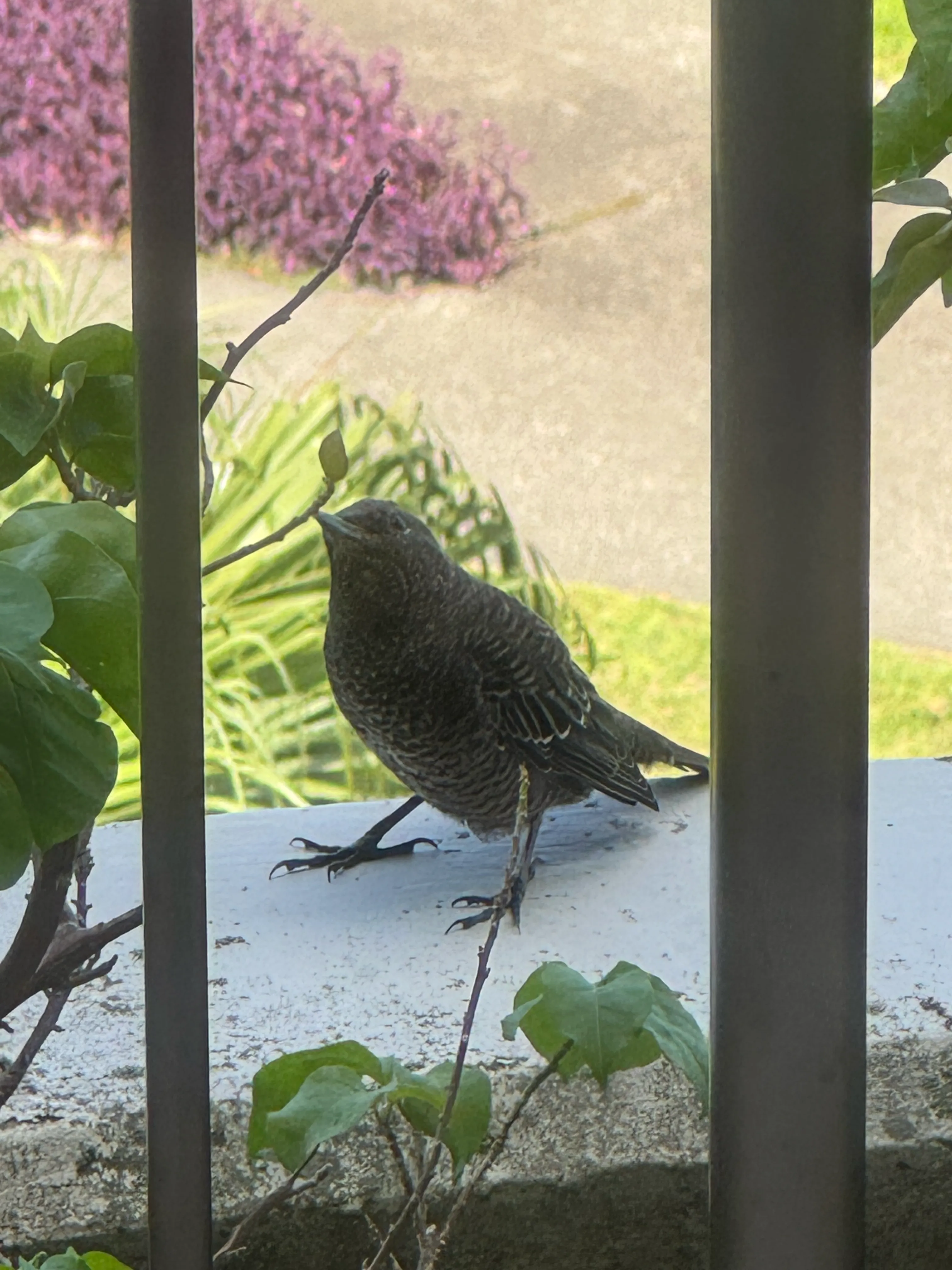バルコニーの手すりに止まった小鳥。葉の陰でこちらを見ている