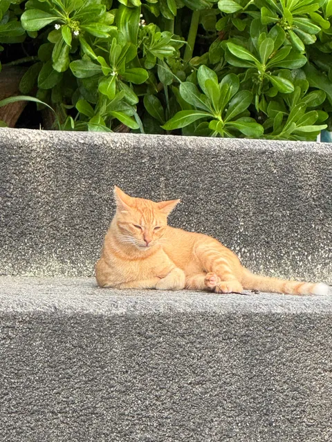 パイナガマビーチ｜台風後の静かな海と、猫に餌やりするおじいさん